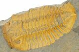 Two Orange Dalmanitid (Ormathops) Trilobite Negatives - Morocco #356823-2